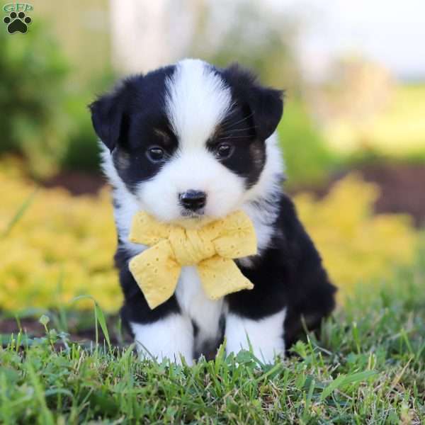 Elliot, Toy Australian Shepherd Puppy